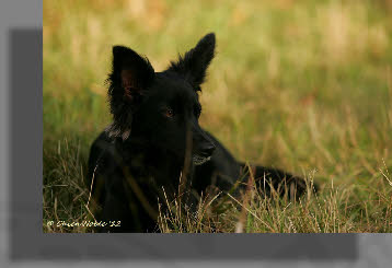 Peruaanse behaarde naakthond | Chien Noble Zola