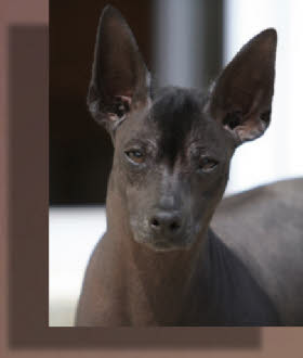 Peruvian hairless dog | Badu