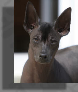 Peruvian hairless dog | Badu