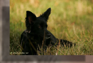 Peruaanse behaarde naakthond | Chien Noble Zola