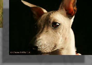 Peruaanse naakthond | Chien Noble Bizet